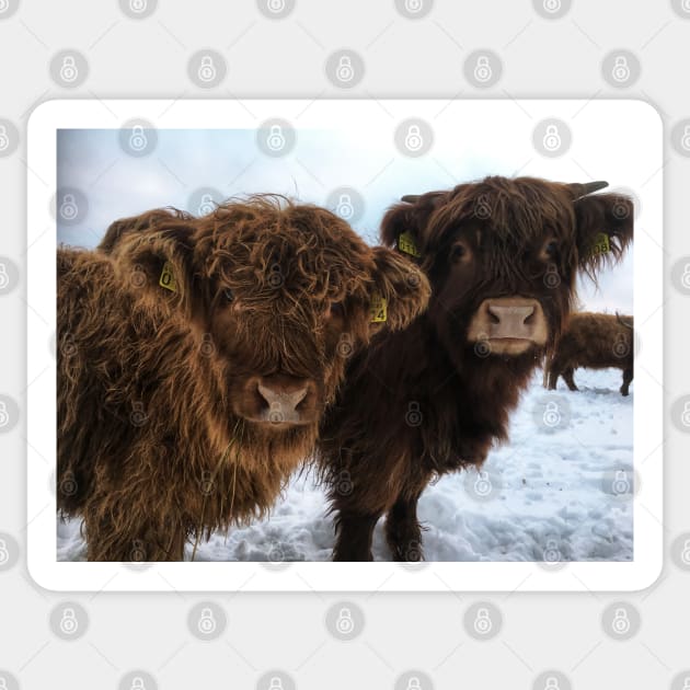 Scottish Highland Cattle Calves 1866 Sticker by SaarelaHighland